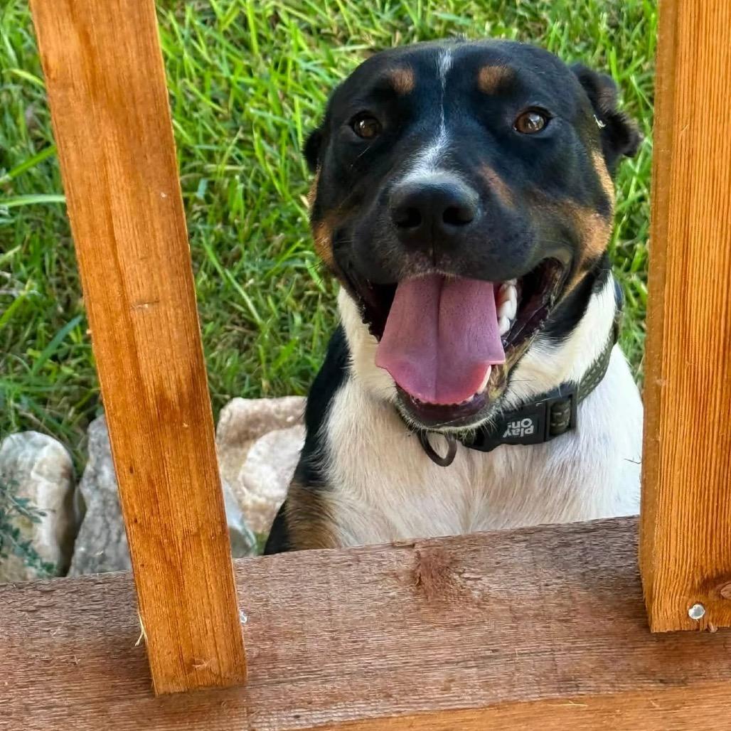 Brodie KCAC #601.26, a Adoptable Mixed Breed in Kerrville, TX image 3/5