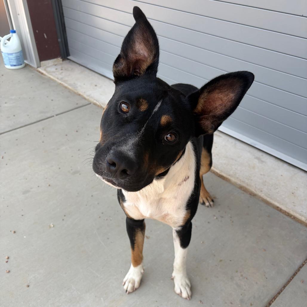 Brodie KCAC #601.26, a Adoptable Mixed Breed in Kerrville, TX image 4/5
