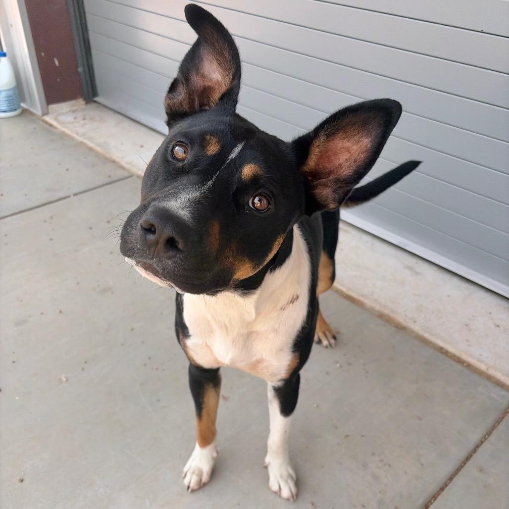 Brodie KCAC #601.26, Adoptable, Young Male Mixed Breed.