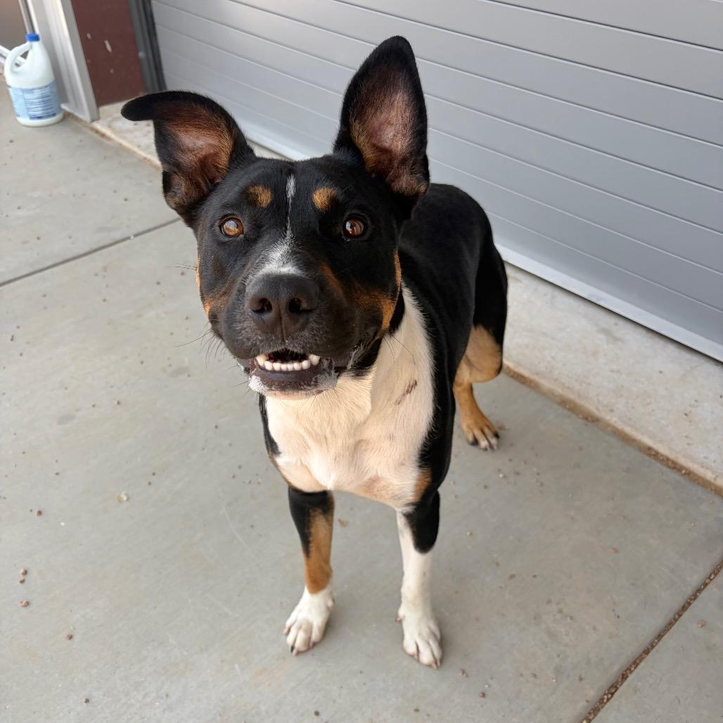 Brodie KCAC #601.26, a Adoptable Mixed Breed in Kerrville, TX image 5/5