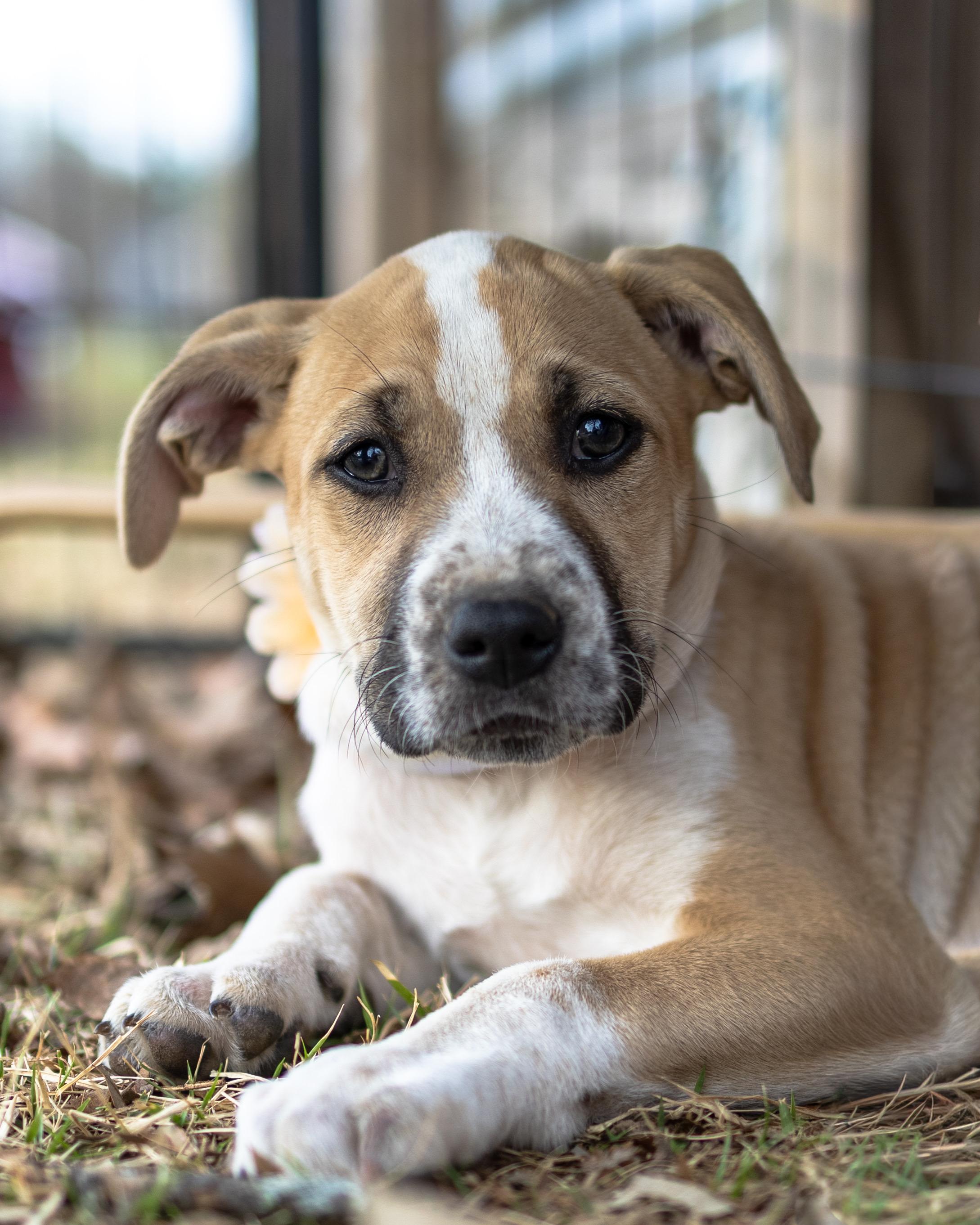 Enlarge Daisy, a Adoptable mixed breed in Alabaster, AL image 4/5