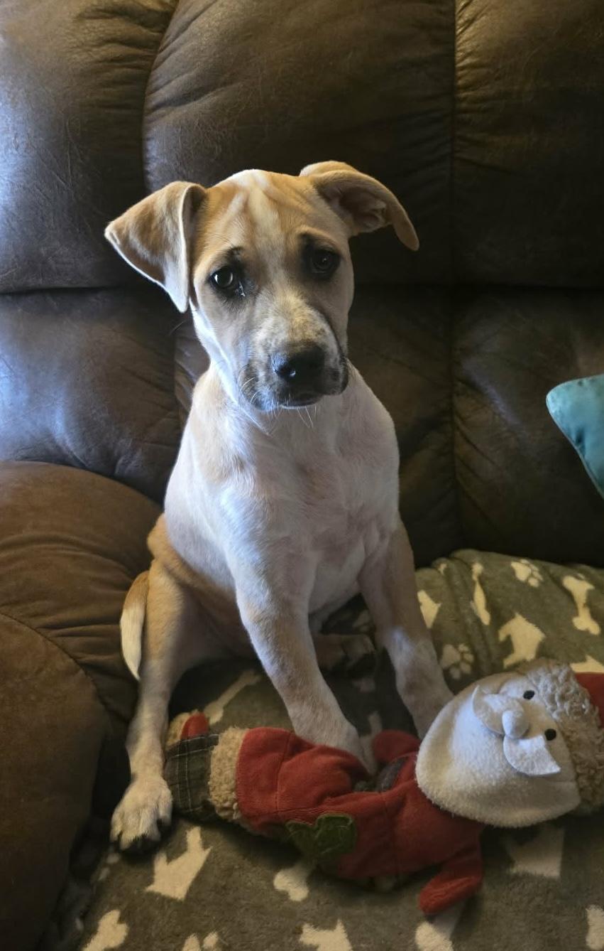 Enlarge Daisy, a Adoptable mixed breed in Alabaster, AL image 3/5