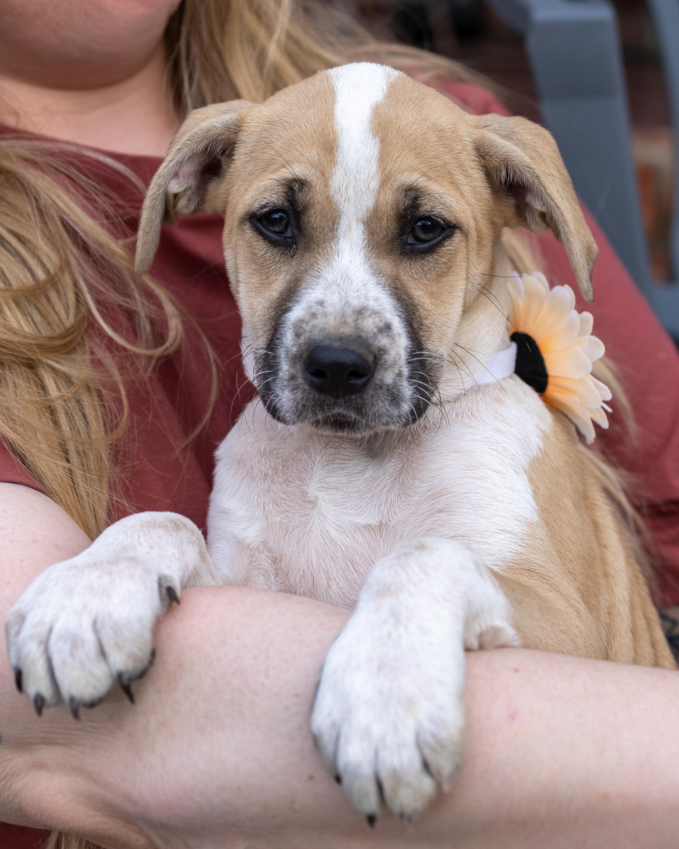 Enlarge Daisy, a Adoptable mixed breed in Alabaster, AL image 5/5