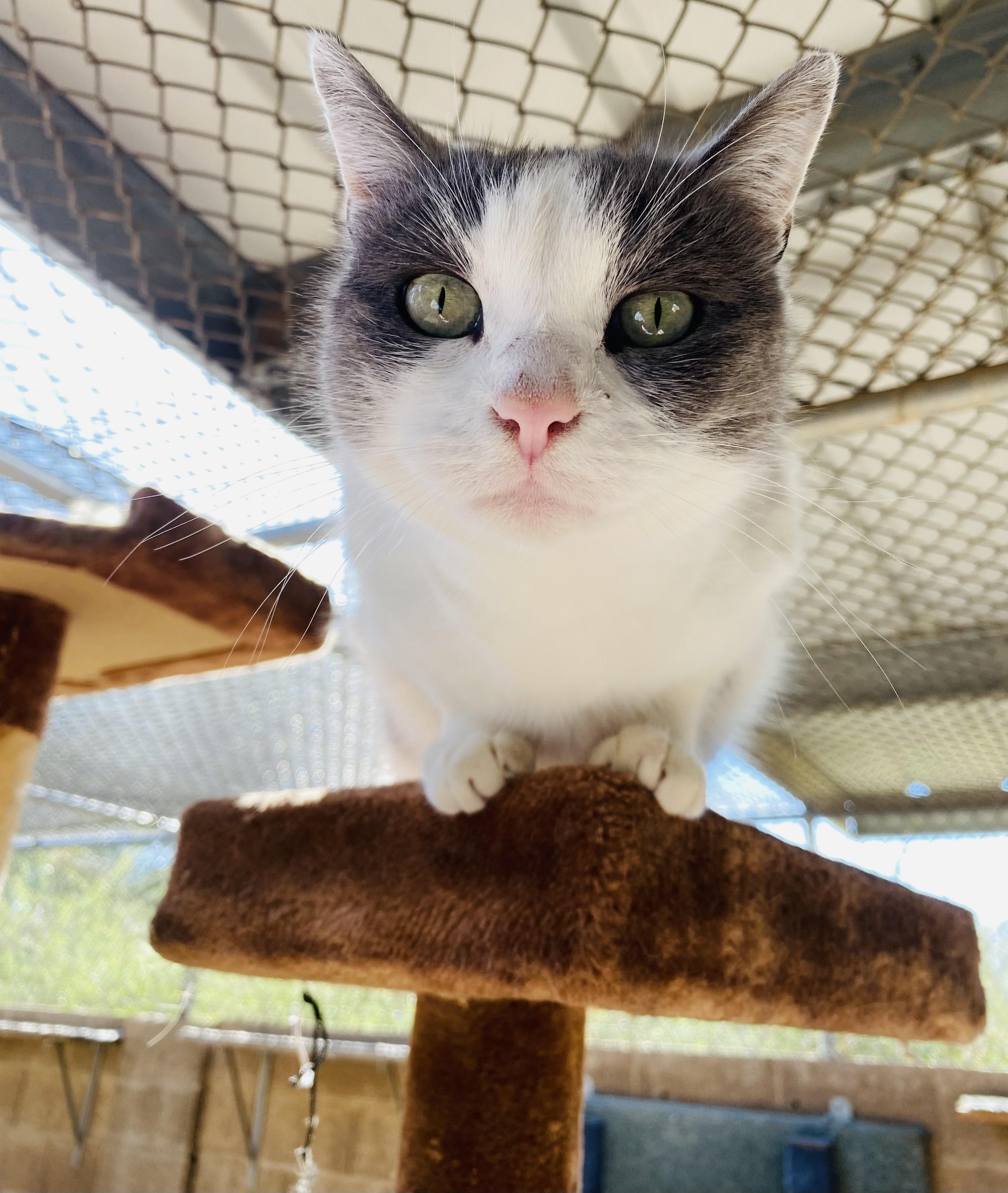 Pebbles (Bonded with Missy), Adoptable, Adult Female Domestic Short Hair.