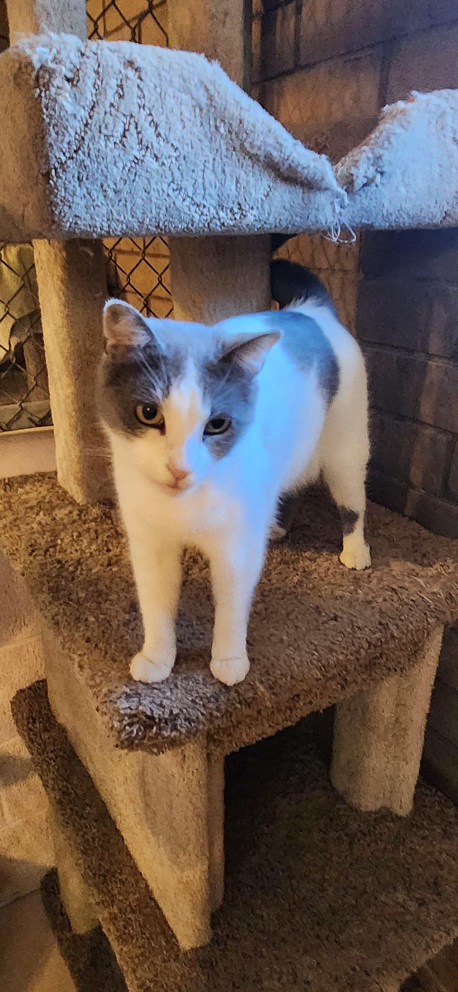 Enlarge Pebbles (Bonded with Missy), a Adoptable Domestic Short Hair in Phoenix, AZ image 2/6