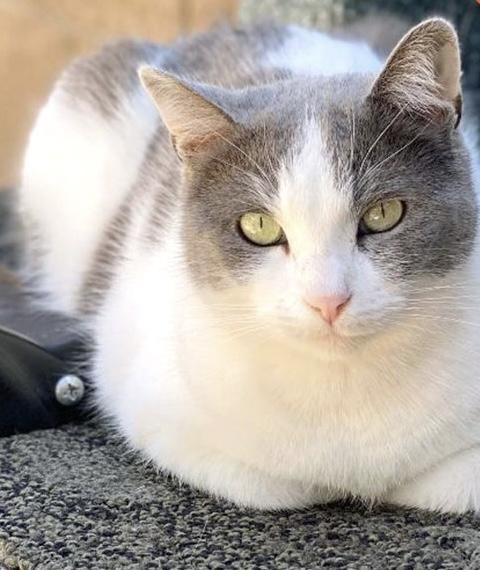 Enlarge Pebbles (Bonded with Missy), a Adoptable Domestic Short Hair in Phoenix, AZ image 4/6