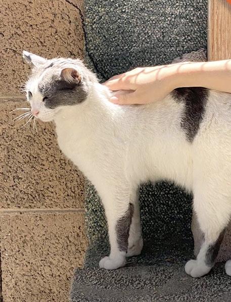 Enlarge Pebbles (Bonded with Missy), a Adoptable Domestic Short Hair in Phoenix, AZ image 5/6