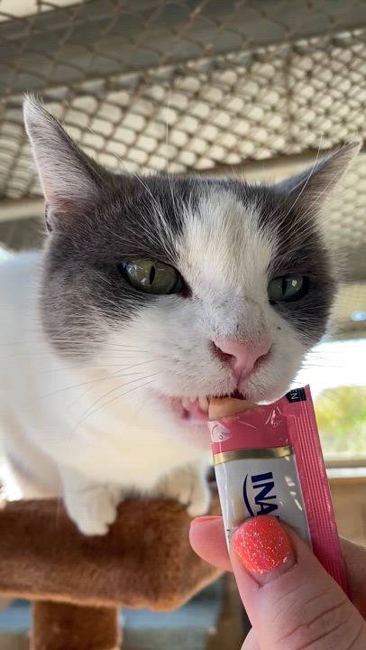 Enlarge Pebbles (Bonded with Missy), a Adoptable Domestic Short Hair in Phoenix, AZ video 6/6