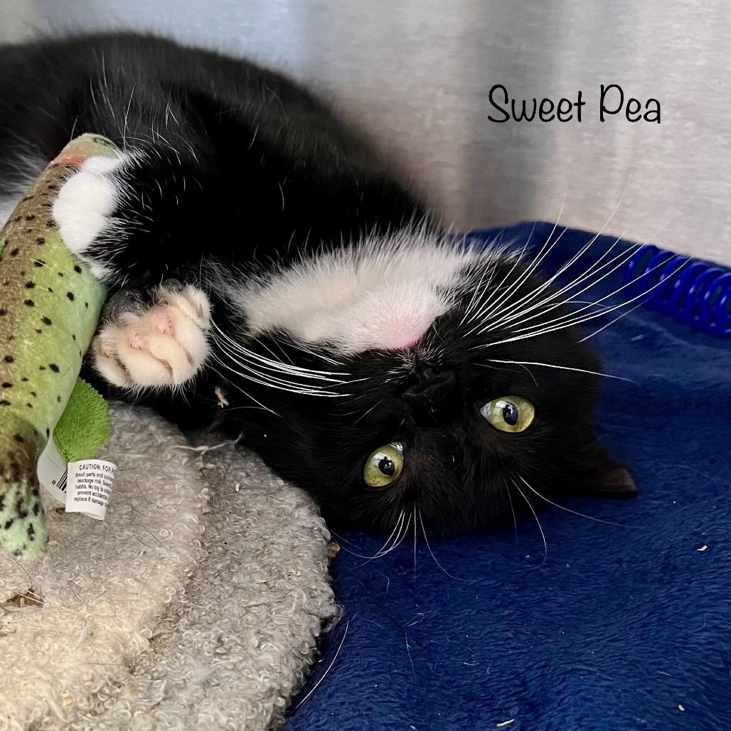 Sweet Pea, Adoptable, Adult Female Domestic Short Hair & Domestic Short Hair.
