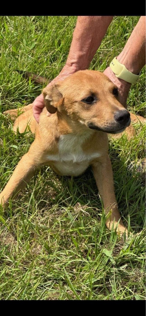 Huck, Adoptable, Young Male Mixed Breed.