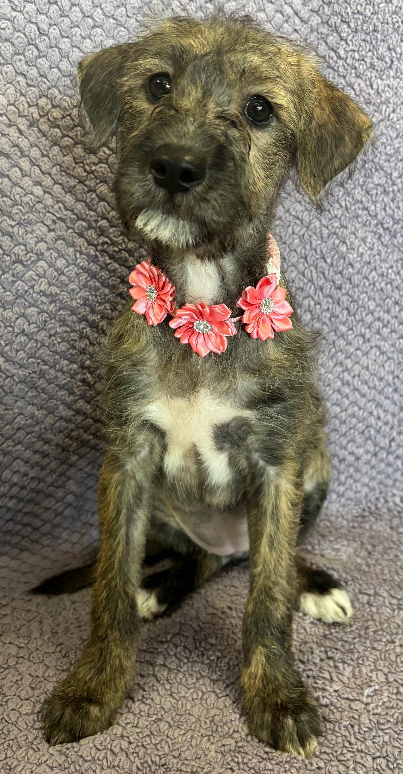 Pepper, Baby Female unknown