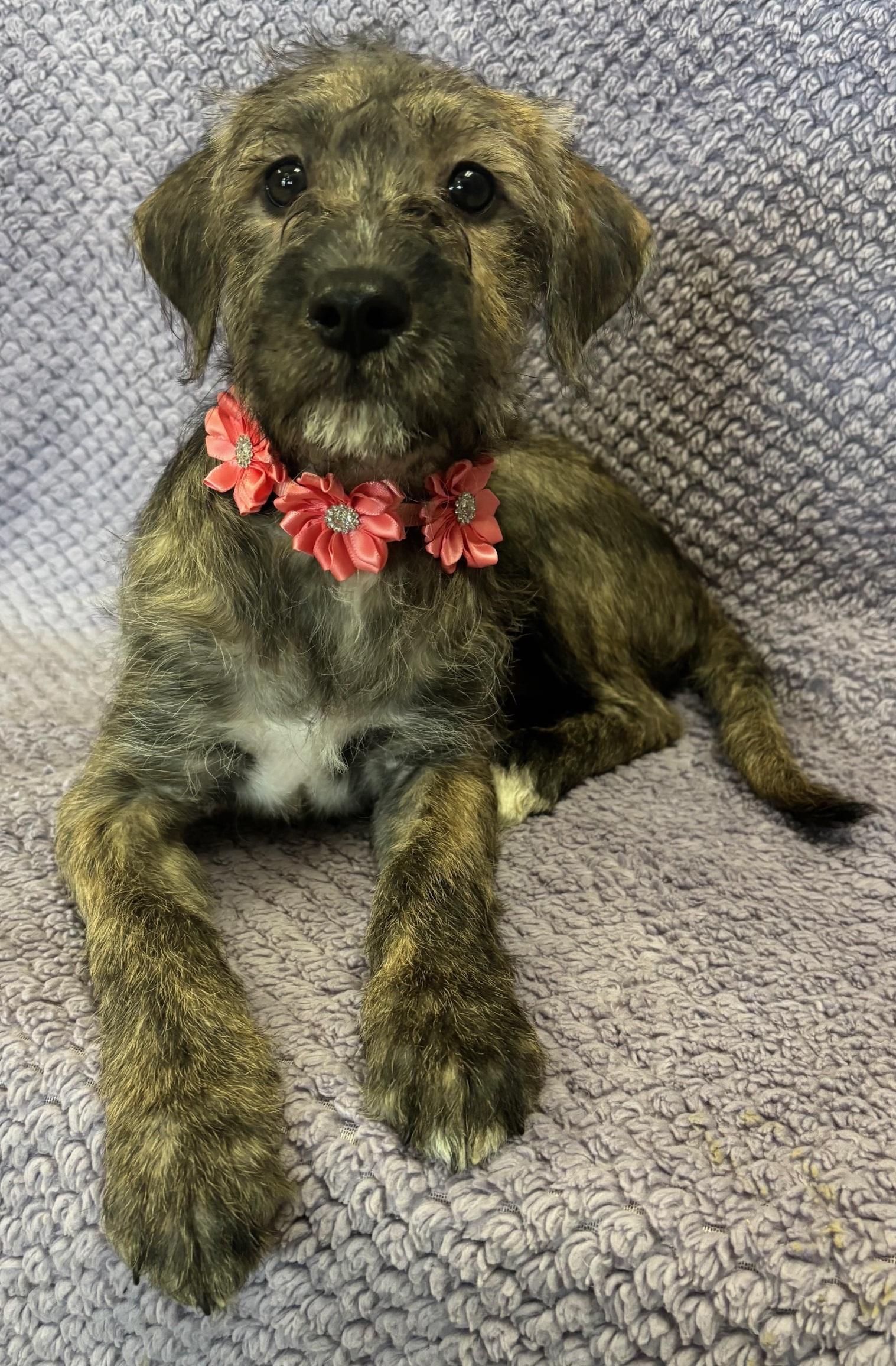 Pepper photo 3