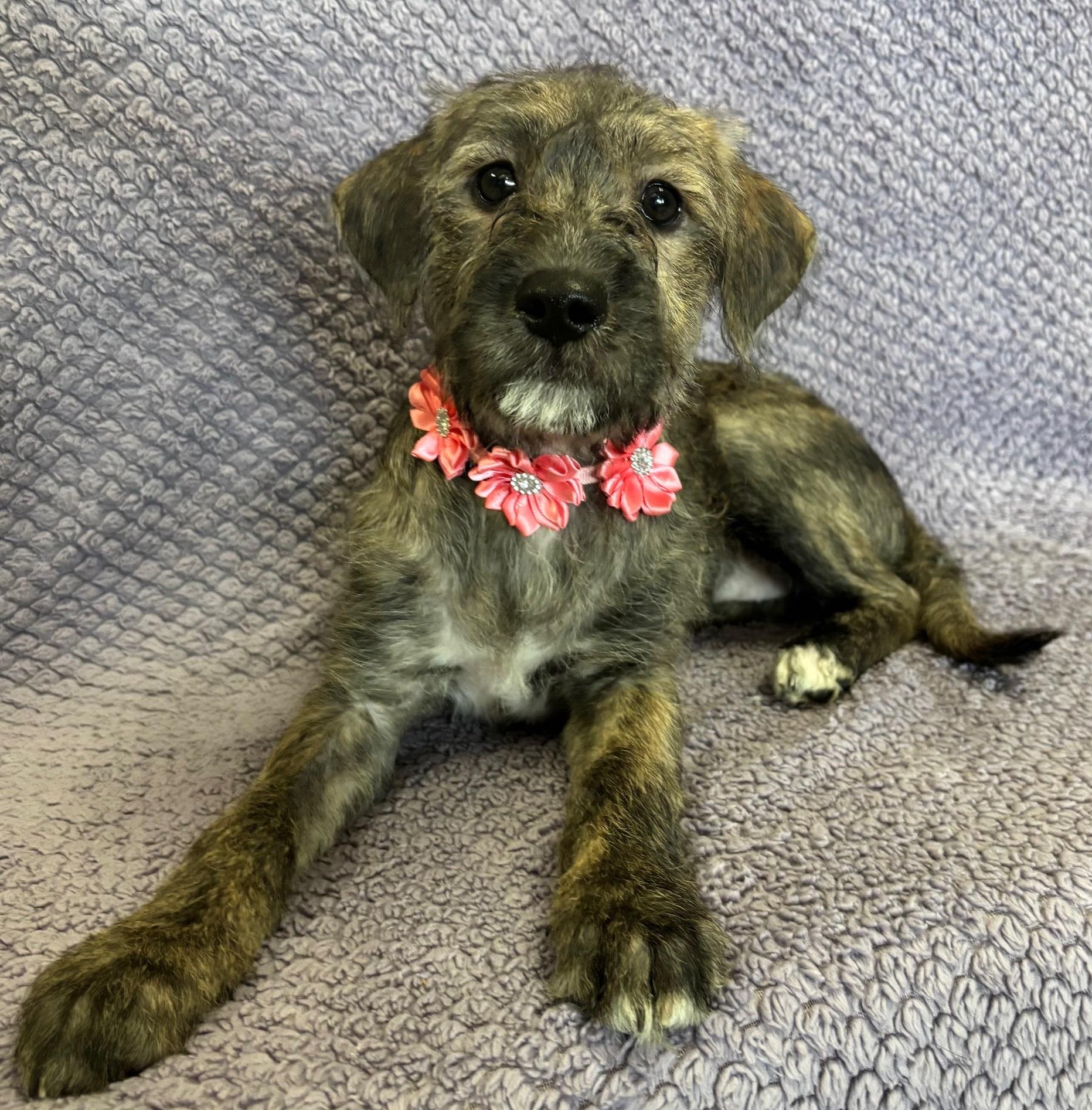 Pepper photo 4