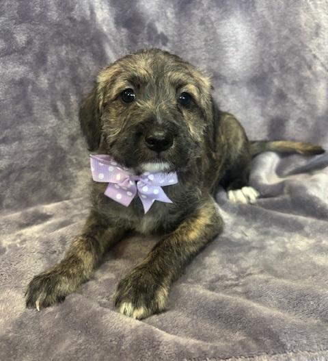 Pepper, Baby Female unknown