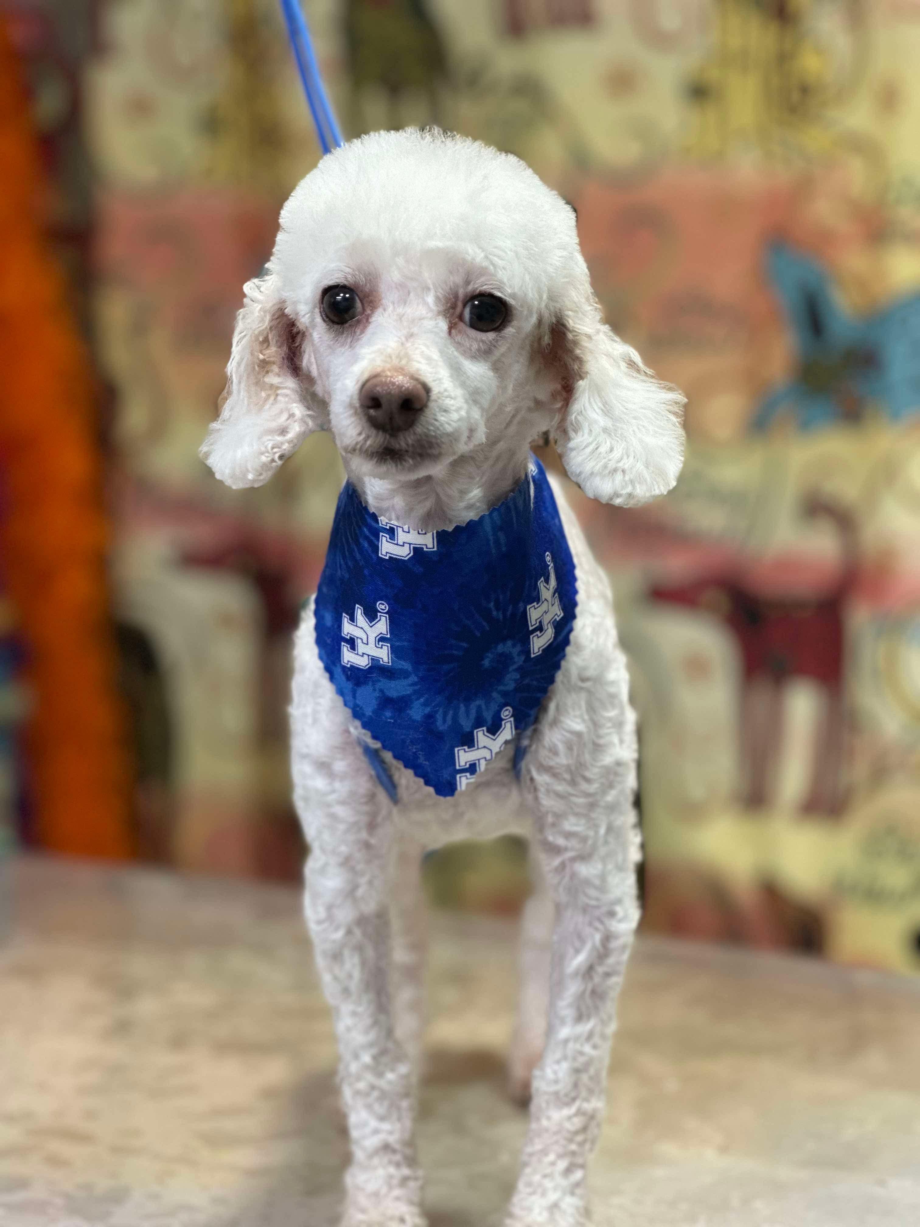 Cece, Adopted, Senior Female Miniature Poodle.