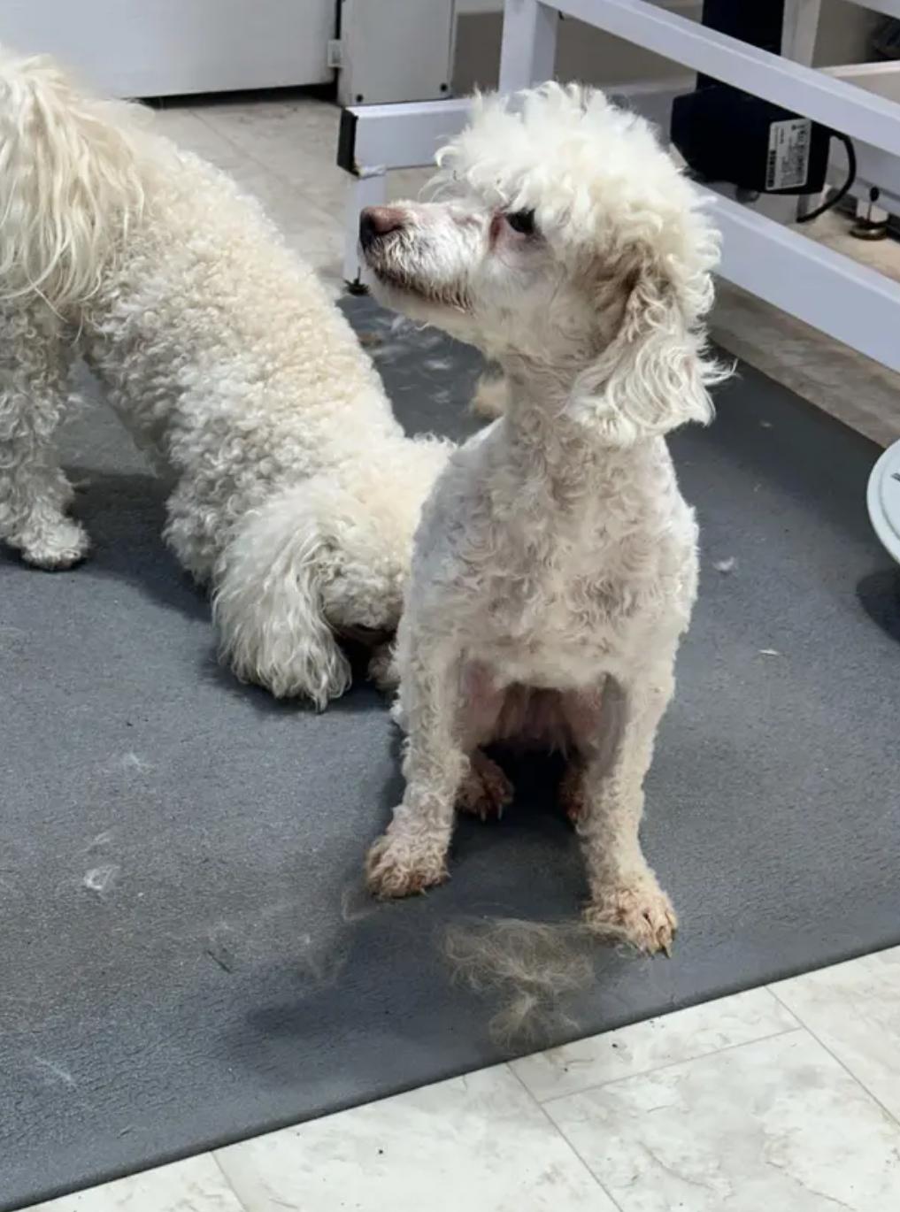 Enlarge Cece, a Adopted Miniature Poodle in Richmond, KY image 2/6