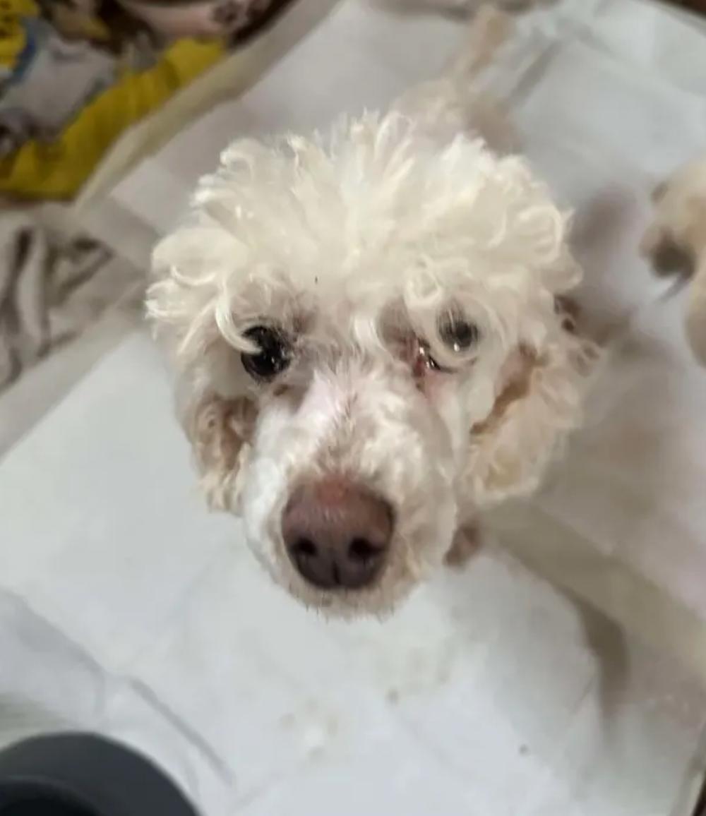 Enlarge Cece, a Adopted Miniature Poodle in Richmond, KY image 3/6
