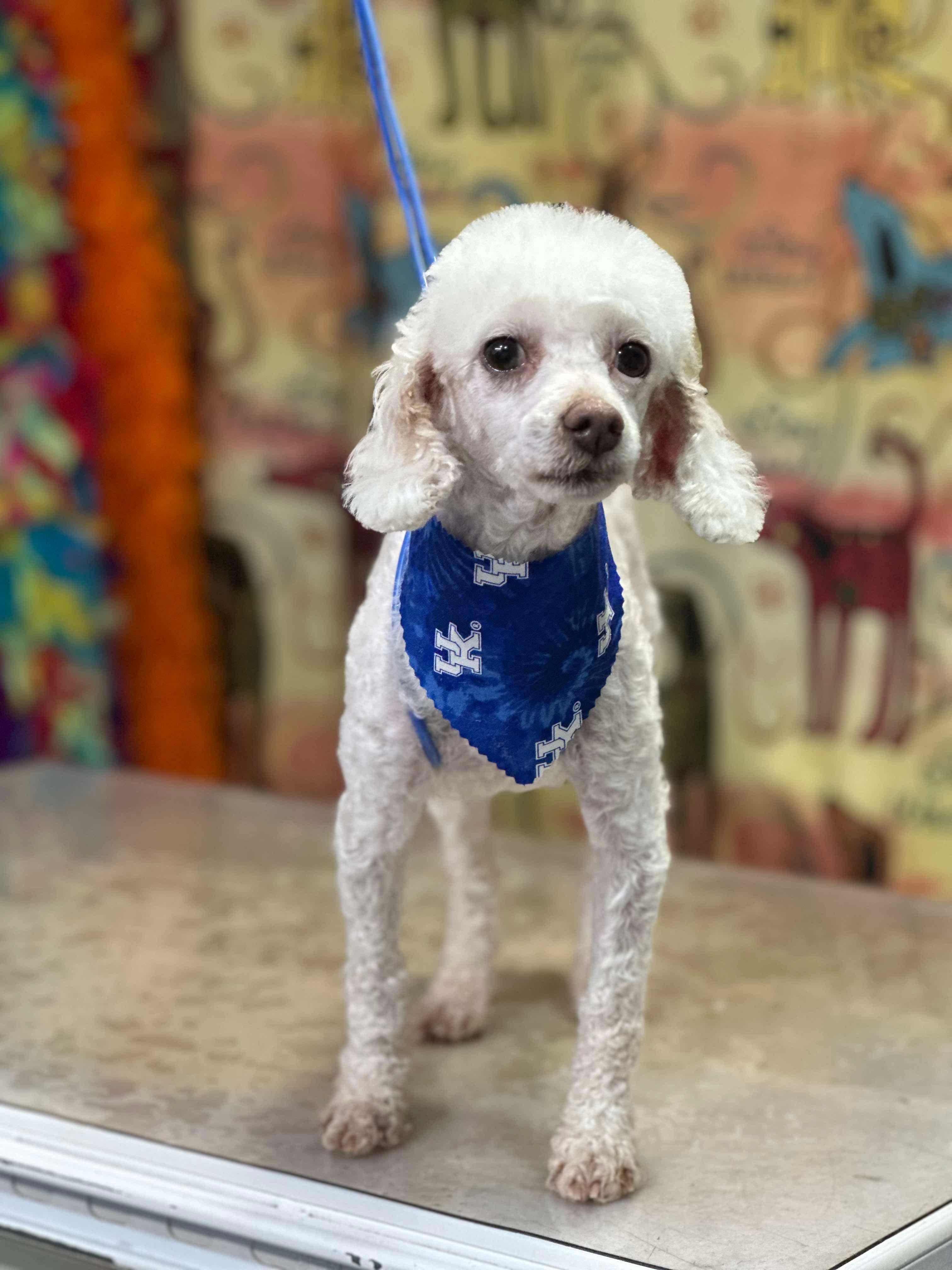 Enlarge Cece, a Adopted Miniature Poodle in Richmond, KY image 4/6