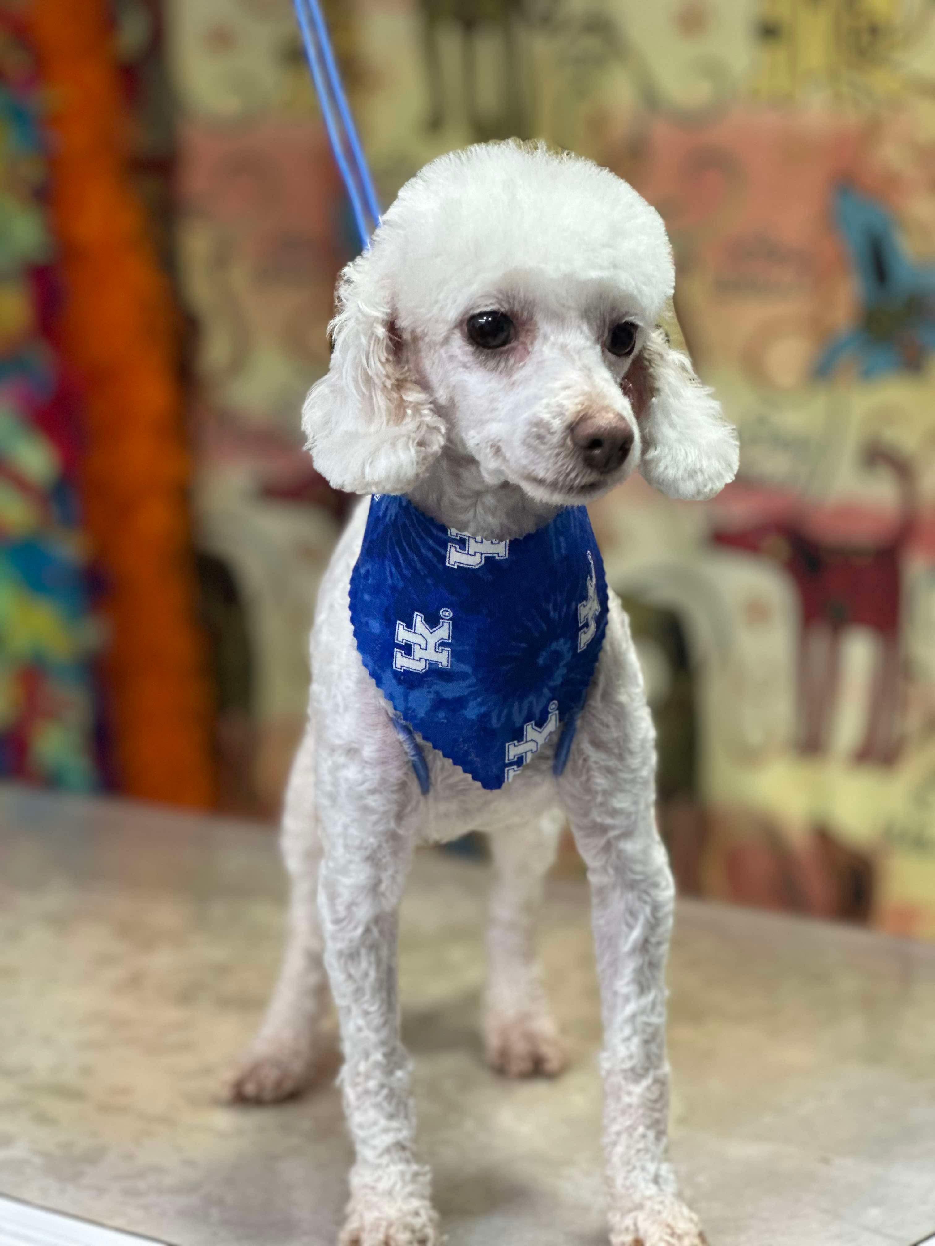 Enlarge Cece, a Adopted Miniature Poodle in Richmond, KY image 5/6