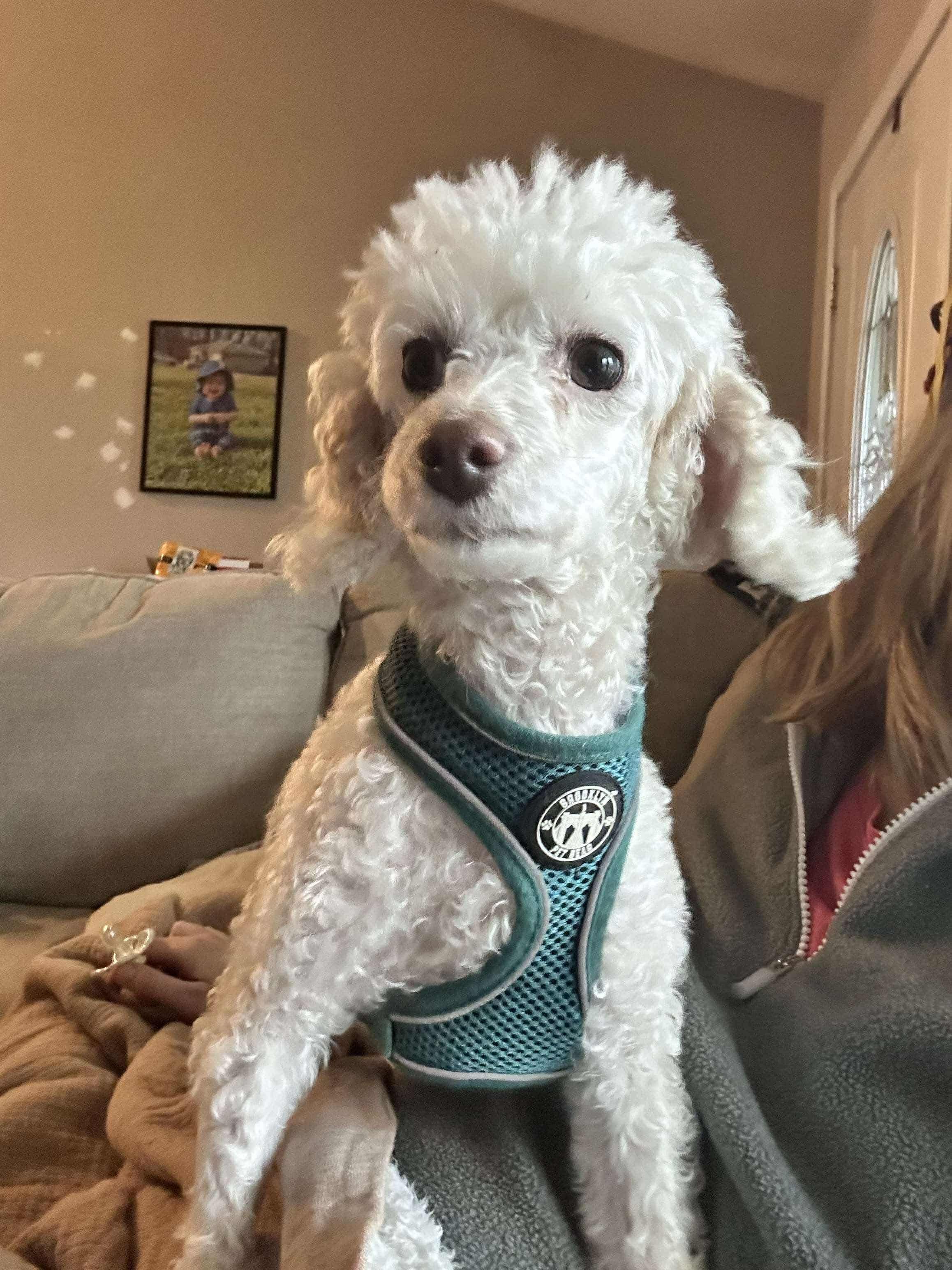 Enlarge Cece, a Adopted Miniature Poodle in Richmond, KY image 6/6