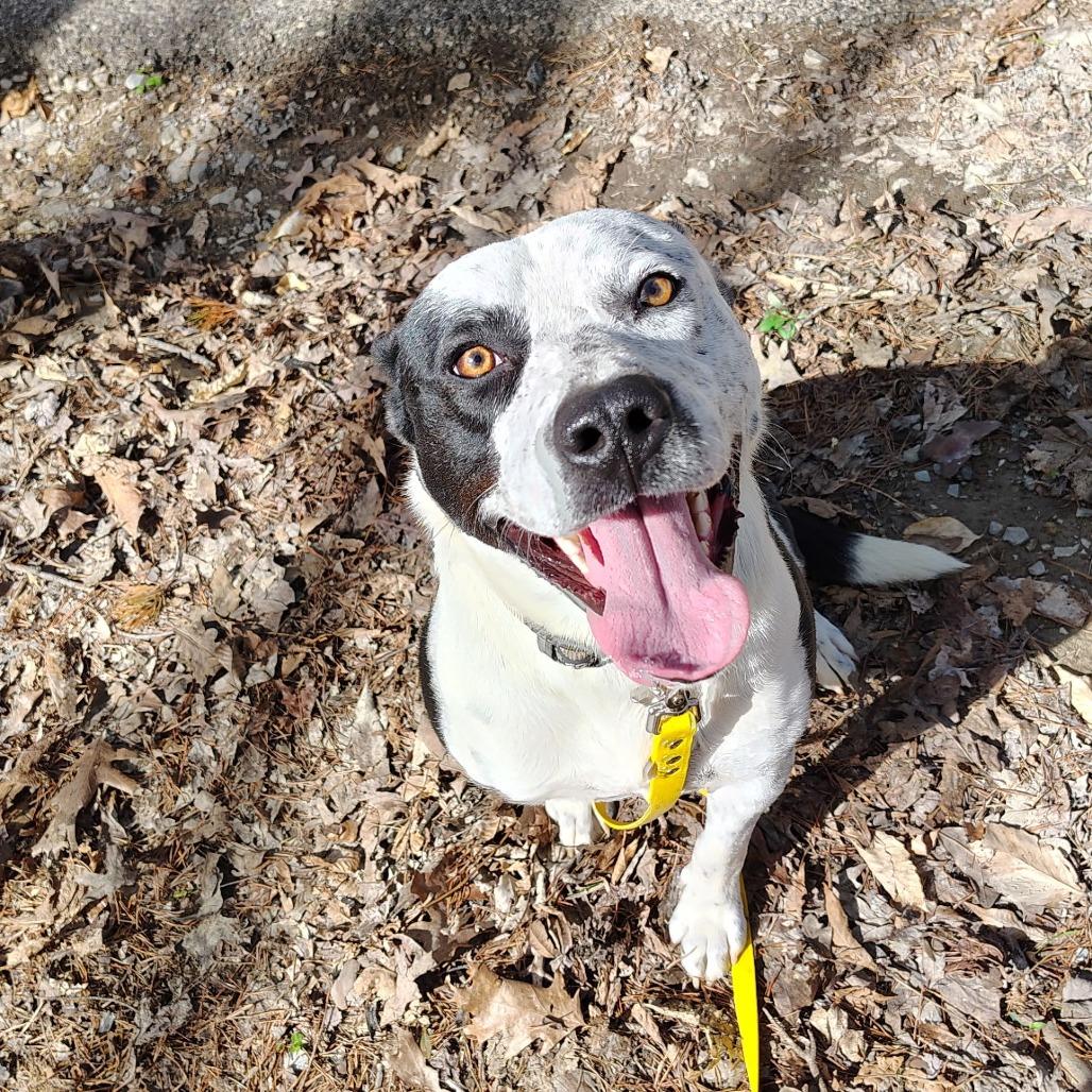Enlarge Bo-Jack, a Adoptable mixed breed in Evensville, TN image 1/4