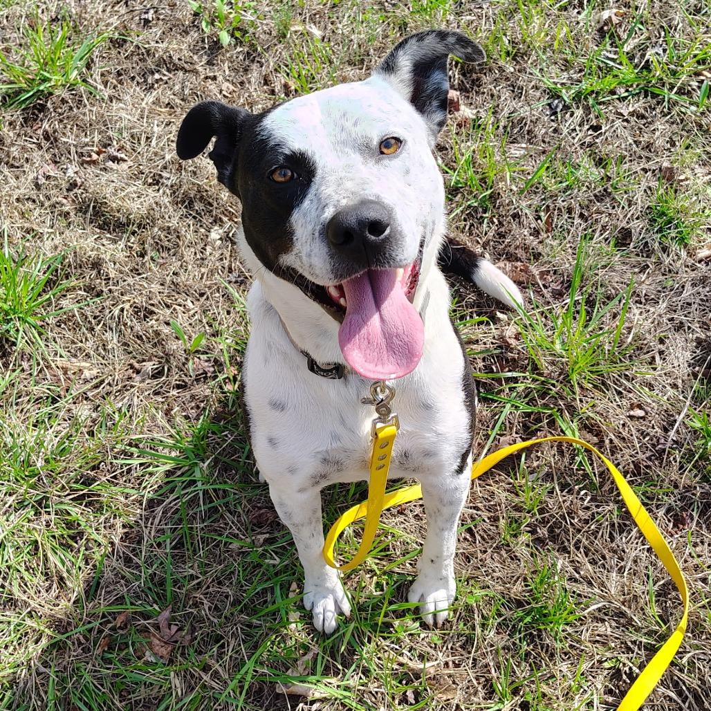 Enlarge Bo-Jack, a Adoptable mixed breed in Evensville, TN image 2/4