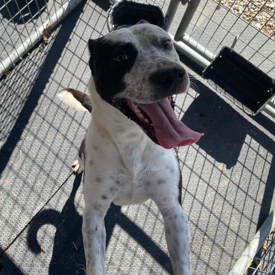 Enlarge Bo-Jack, a Adoptable mixed breed in Evensville, TN image 3/4