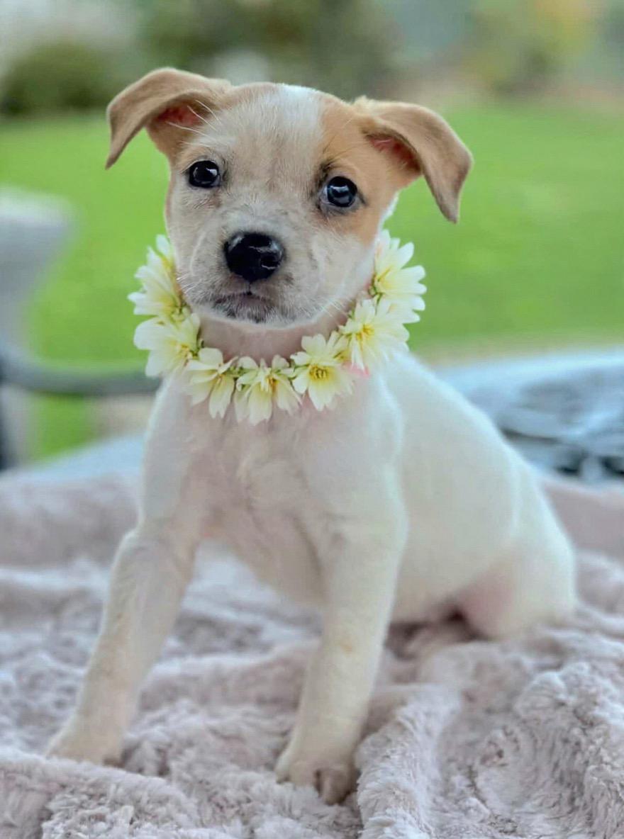 Enlarge McKay, a ADOPTABLE mixed breed in Corona Del Mar, CA image 1/1