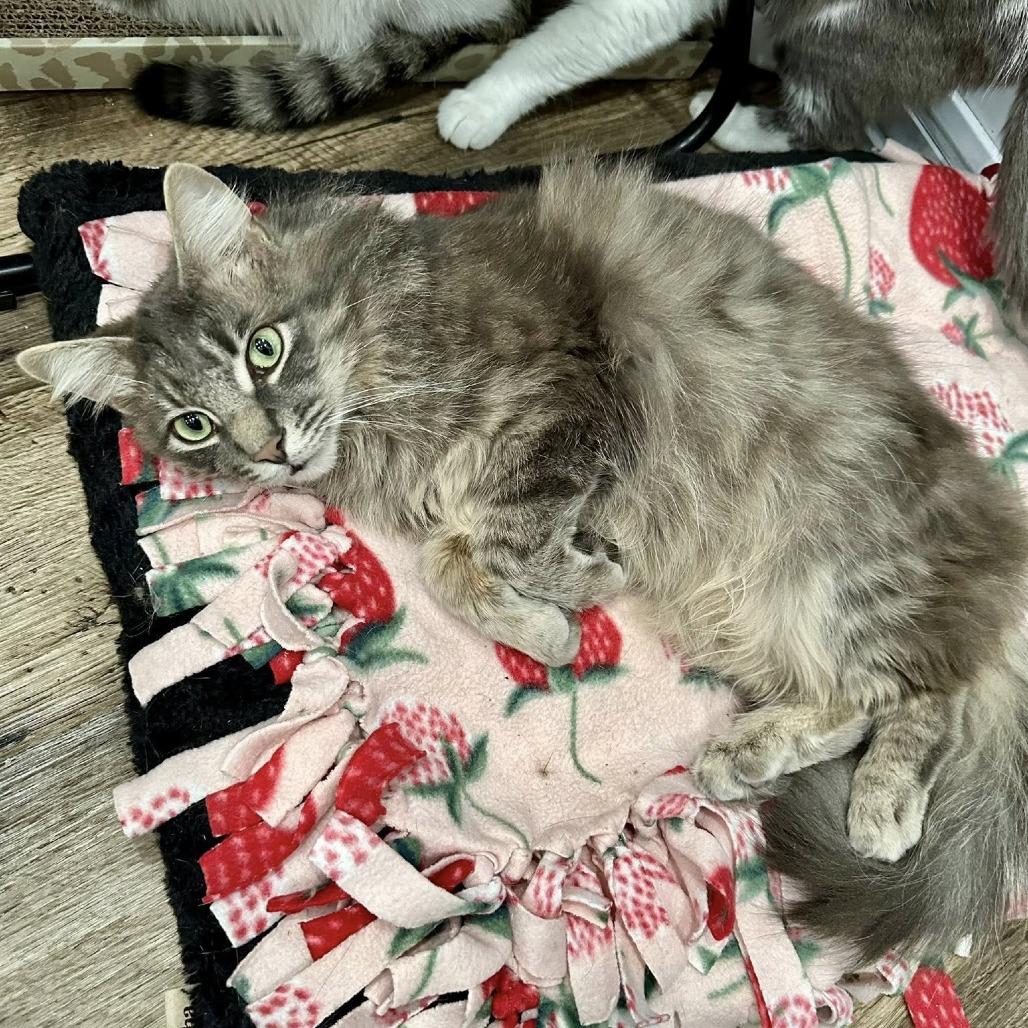 Sir Sage, a Adoptable Domestic Long Hair in Leechburg, PA image 3/6