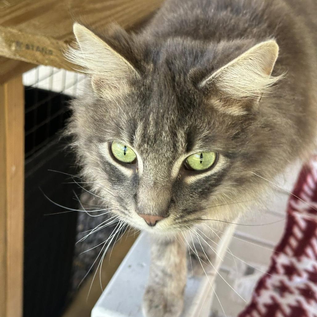 Sir Sage, a Adoptable Domestic Long Hair in Leechburg, PA image 4/6