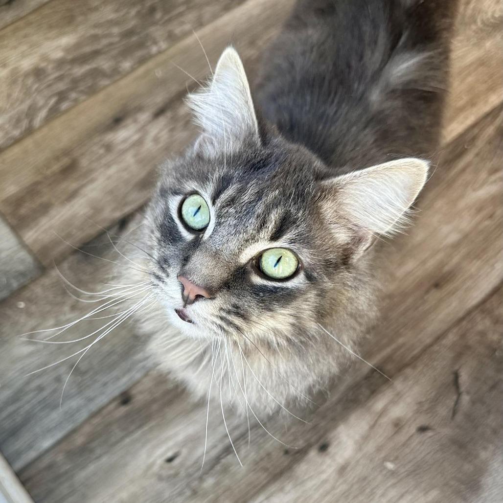 Sir Sage, a Adoptable Domestic Long Hair in Leechburg, PA image 5/6