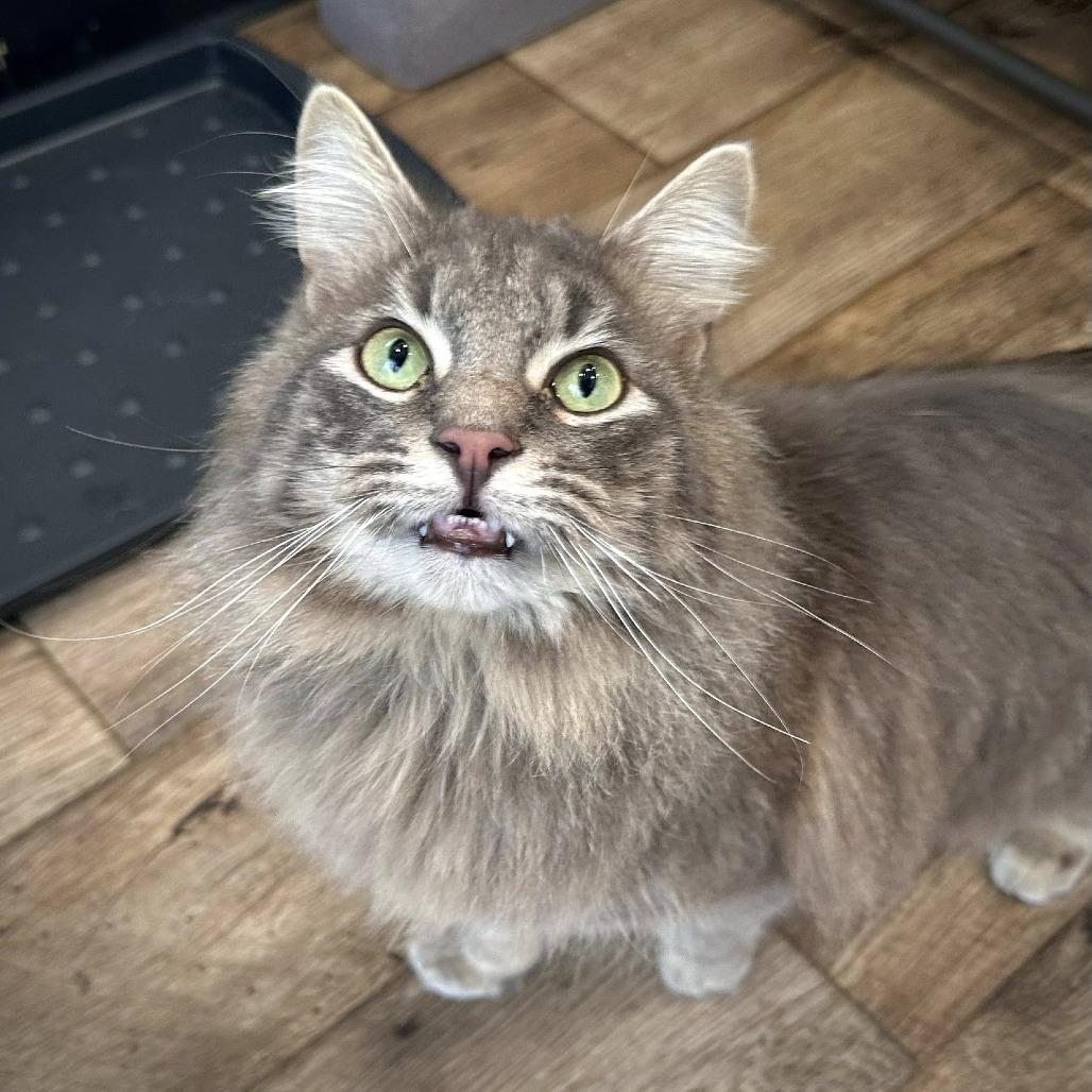 Sir Sage, Adoptable, Adult Male Domestic Long Hair.