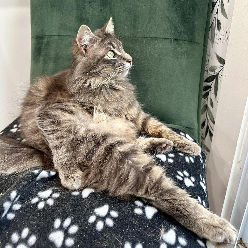 Sir Sage, a Adoptable Domestic Long Hair in Leechburg, PA image 6/6