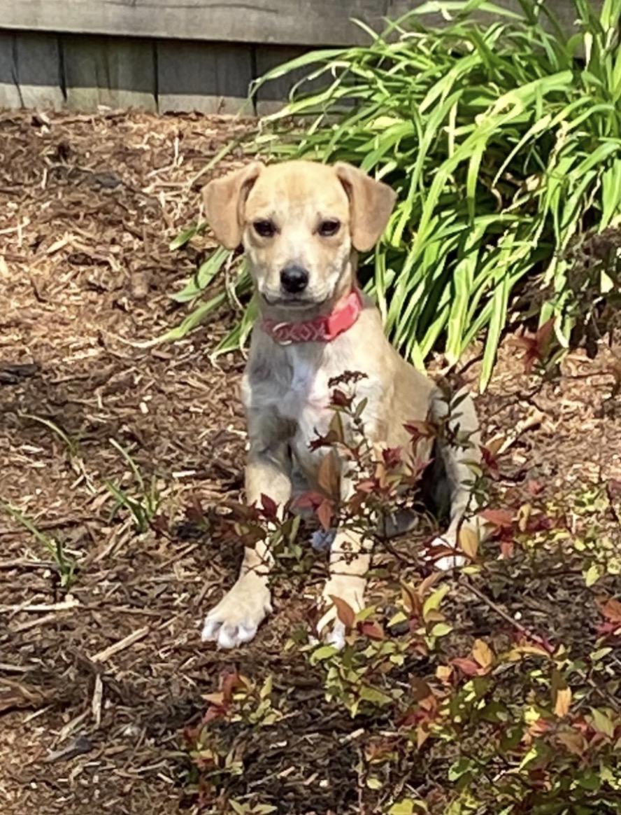 Sandy, ADOPTABLE, Young Female Mixed Breed.