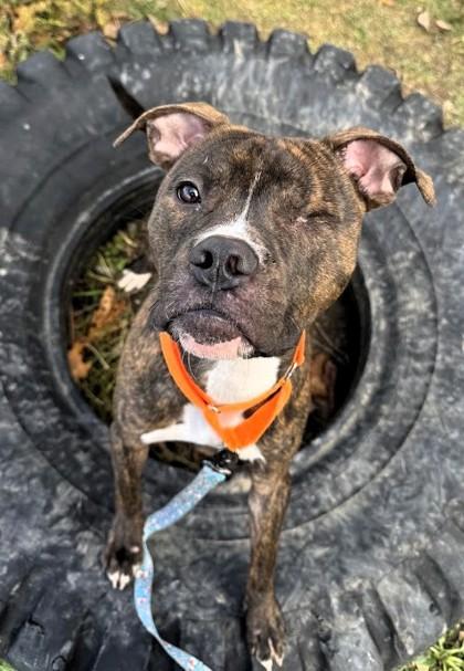 Little Dough Boy, a Adoptable mixed breed in Twinsburg, OH image 1/3