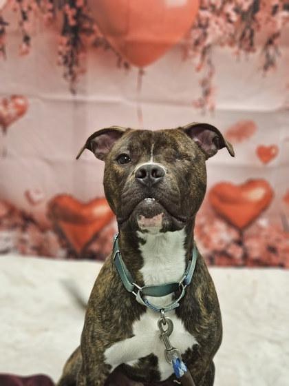 Little Dough Boy, a Adoptable mixed breed in Twinsburg, OH image 1/3