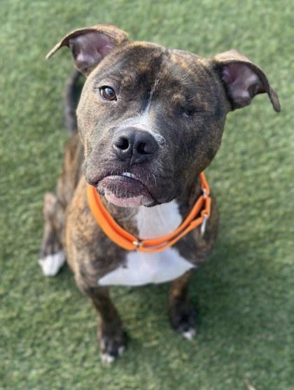 Little Dough Boy, a Adoptable mixed breed in Twinsburg, OH image 2/3