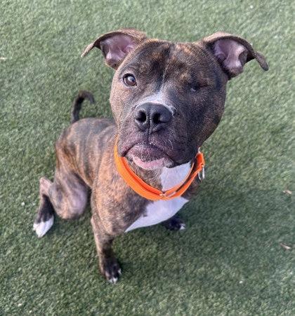 Little Dough Boy, a Adoptable mixed breed in Twinsburg, OH image 3/3