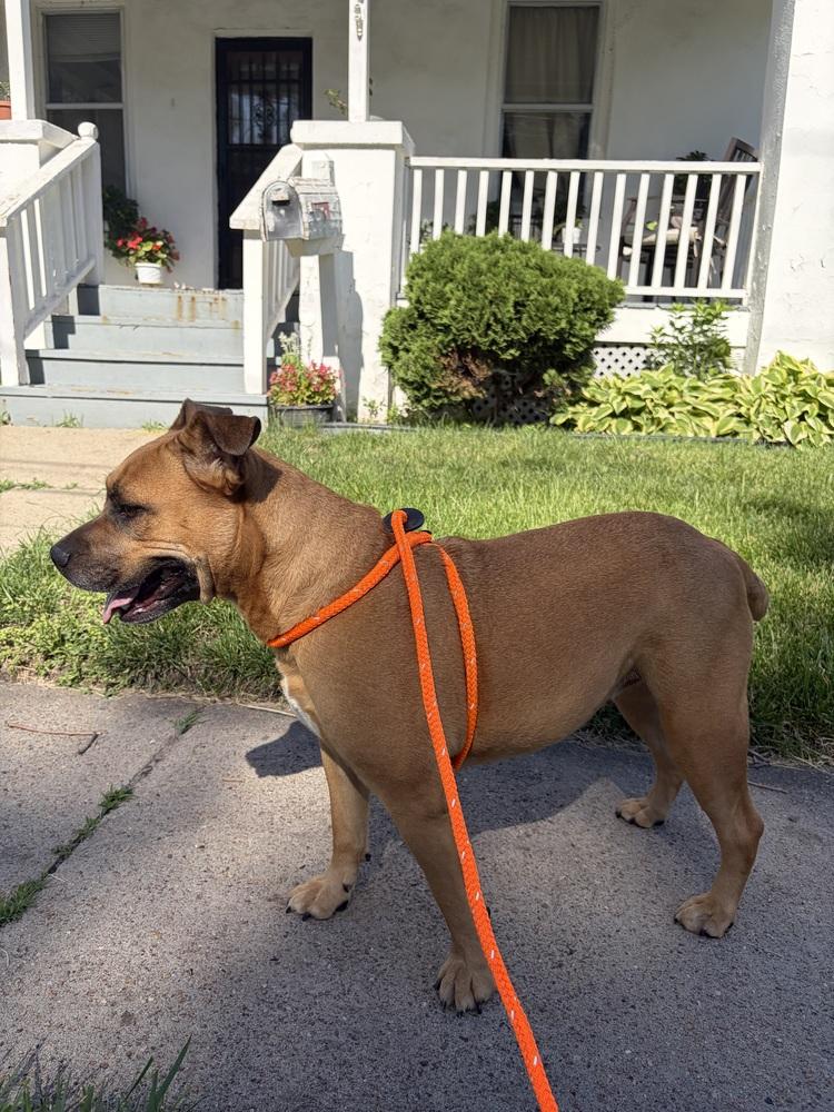 Gloria ( Scooby ), Adoptable, Adult Female Boxer & Shepherd.