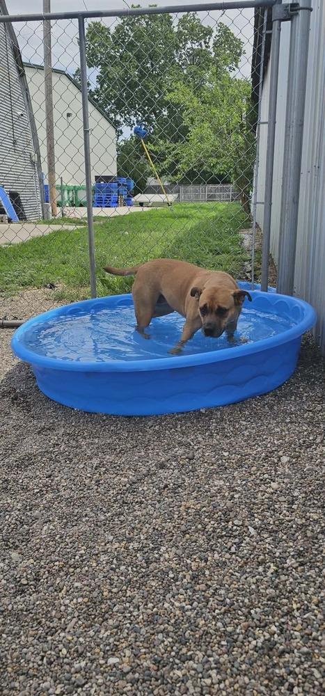 Enlarge Gloria ( Scooby ), a Adoptable mixed breed in Fremont, NE image 2/4