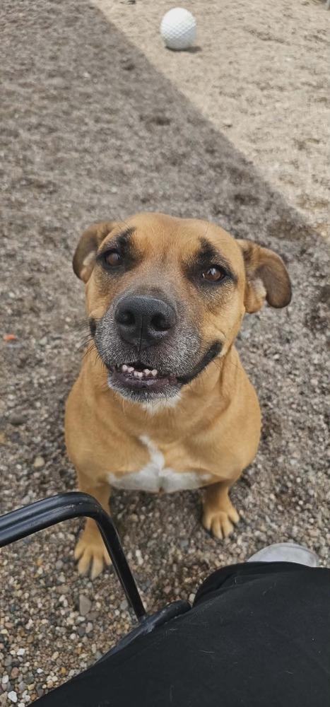 Enlarge Gloria ( Scooby ), a Adoptable mixed breed in Fremont, NE image 3/4
