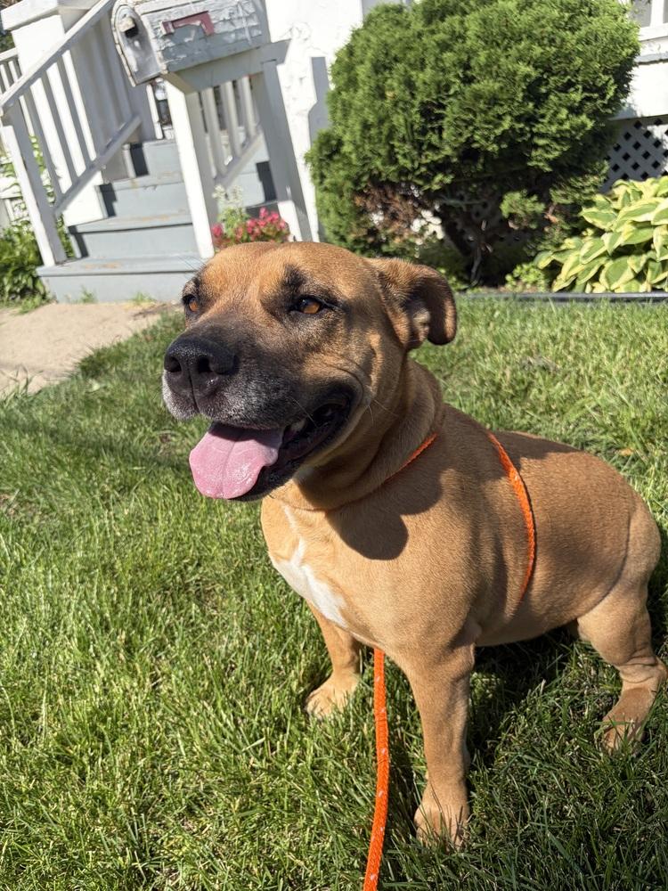 Enlarge Gloria ( Scooby ), a Adoptable mixed breed in Fremont, NE image 4/4