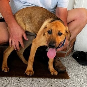 Rosie, Young Female Hound