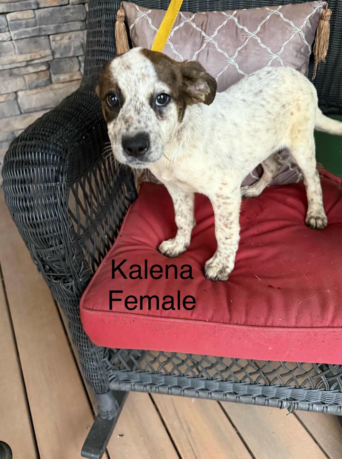 Heeler Bunch!!