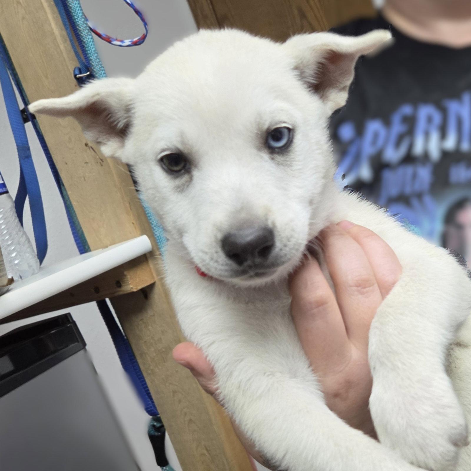 Talia, Adoptable, Young Female Husky.