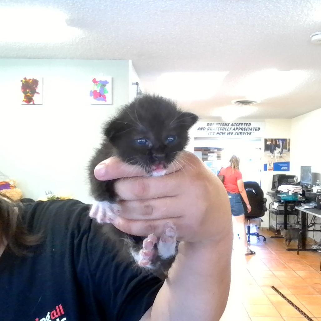 Enlarge Winston, a Adoptable Domestic Short Hair in Coachella, CA image 1/2