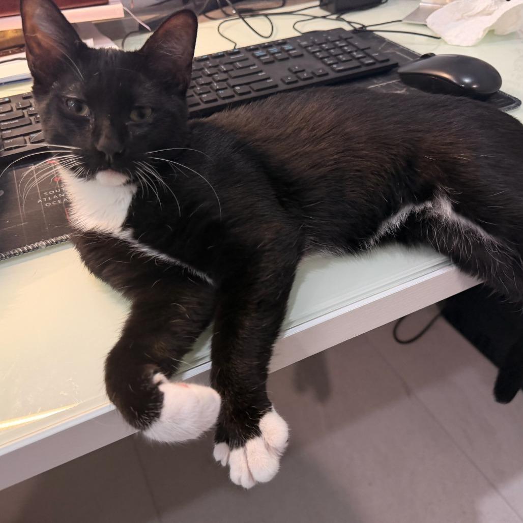Enlarge Winston, a Adoptable Domestic Short Hair in Coachella, CA image 2/2