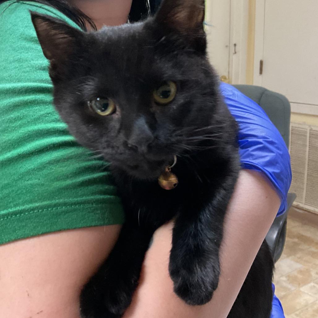 Maxine, Adoptable, Kitten Female Domestic Short Hair.