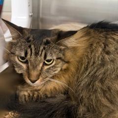 Diego, Adoptable, Adult Male Domestic Medium Hair.