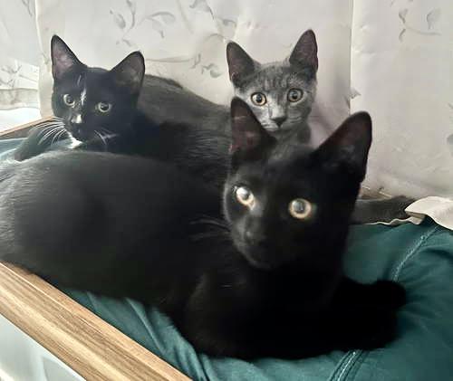 Leilanidc thumbnail 2